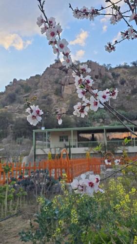 Makkah Province Ski Chalet | Cactus Bloom زهرة الصبار