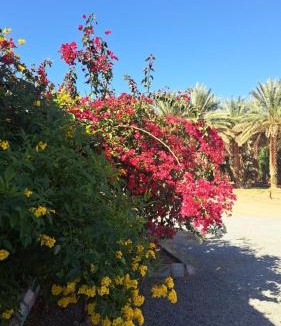 Ramm Resort | استراحة البستان الريفي