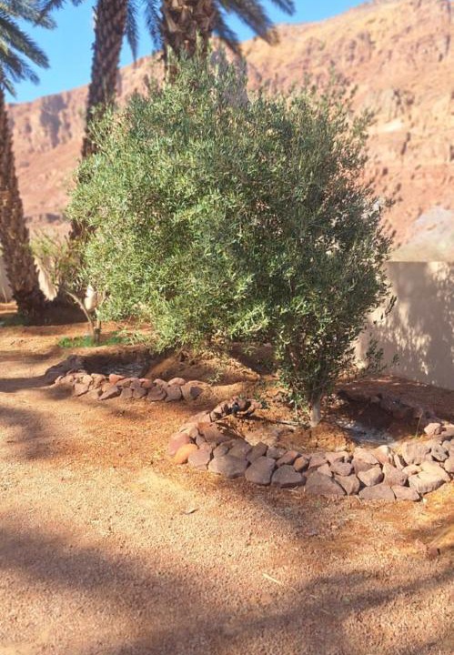 AlUla House | كوخ ساره سبيشل دورين