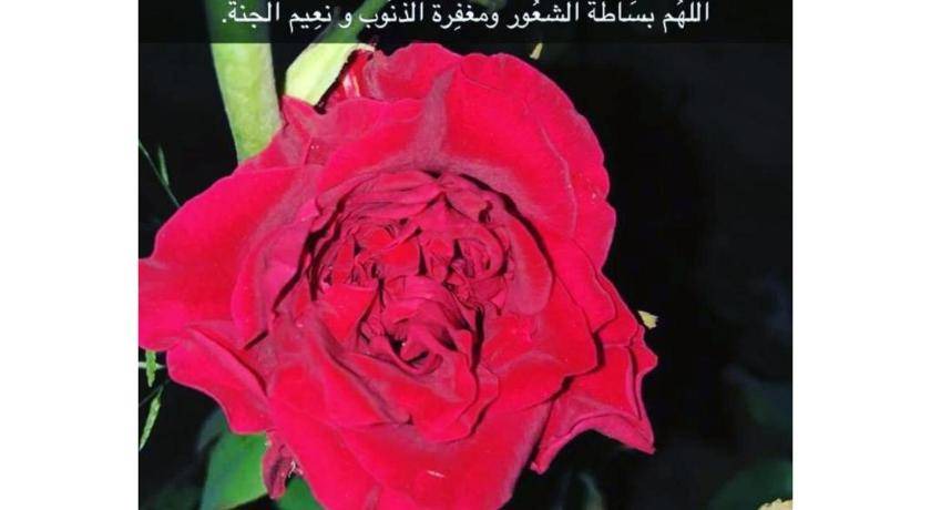 Photo of Others in Taif