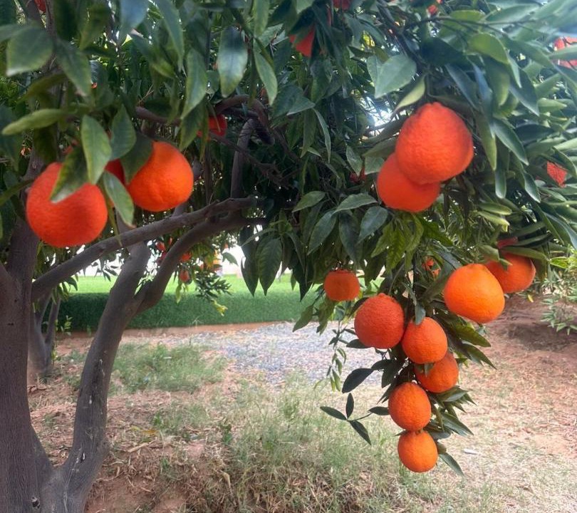 Photo of Others in Western Province