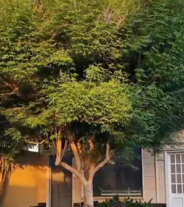 Photo of Others in Al Wudayy