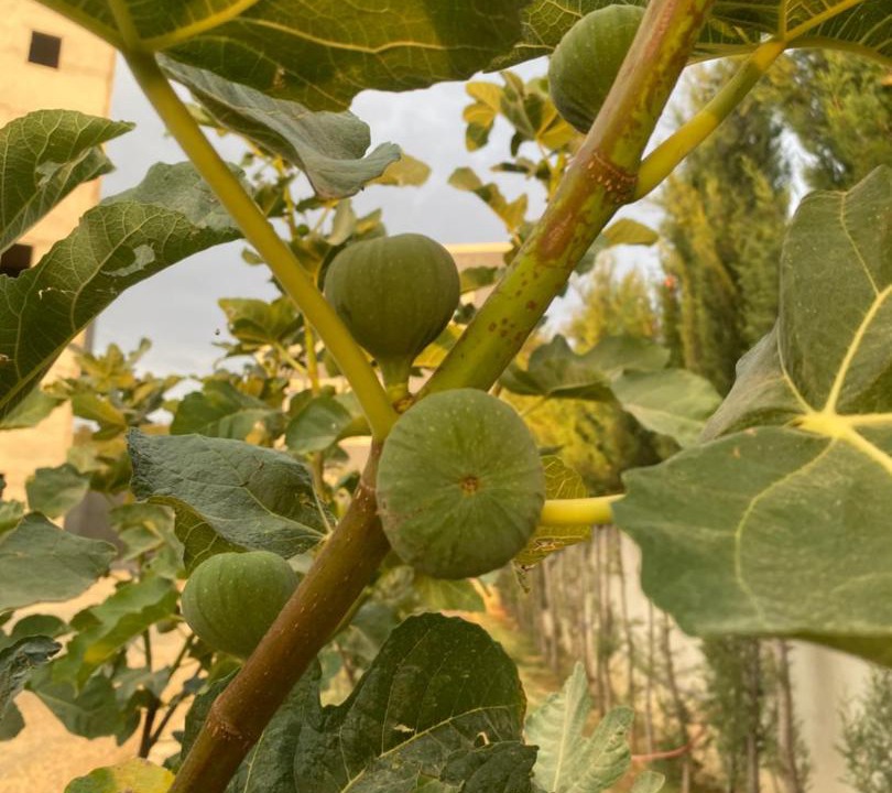 Photo of Outdoor in Al Bahah