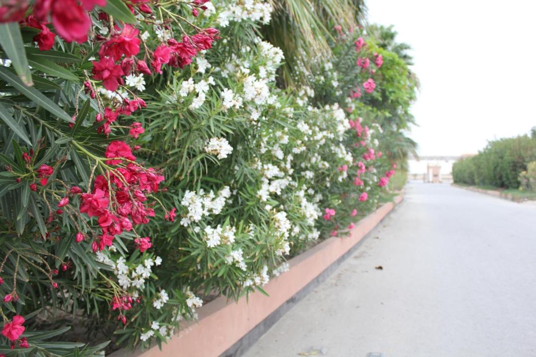 Photo of Others in Zallaq