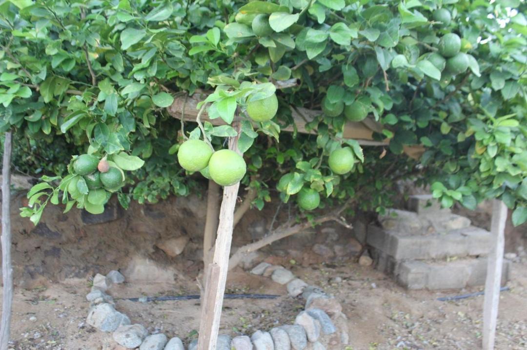 Photo of Others in Almajaridah