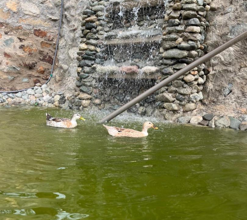 Photo of Others in Almajaridah