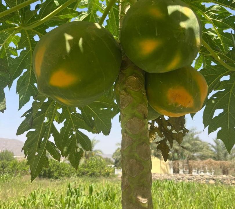 Photo of Others in Almajaridah