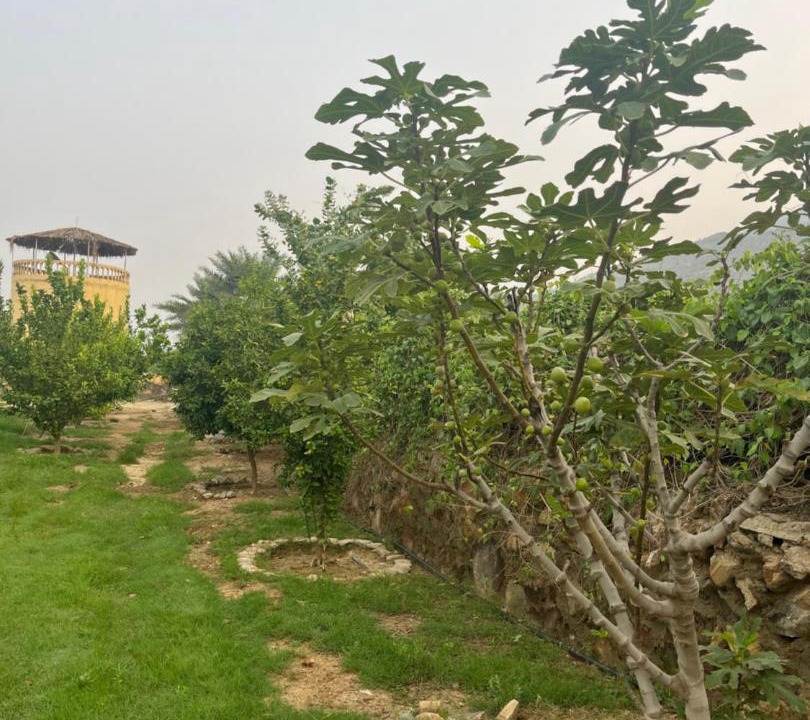 Photo of Outdoor in Almajaridah