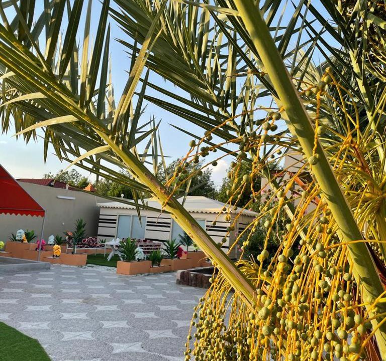 Photo of Others in Taif
