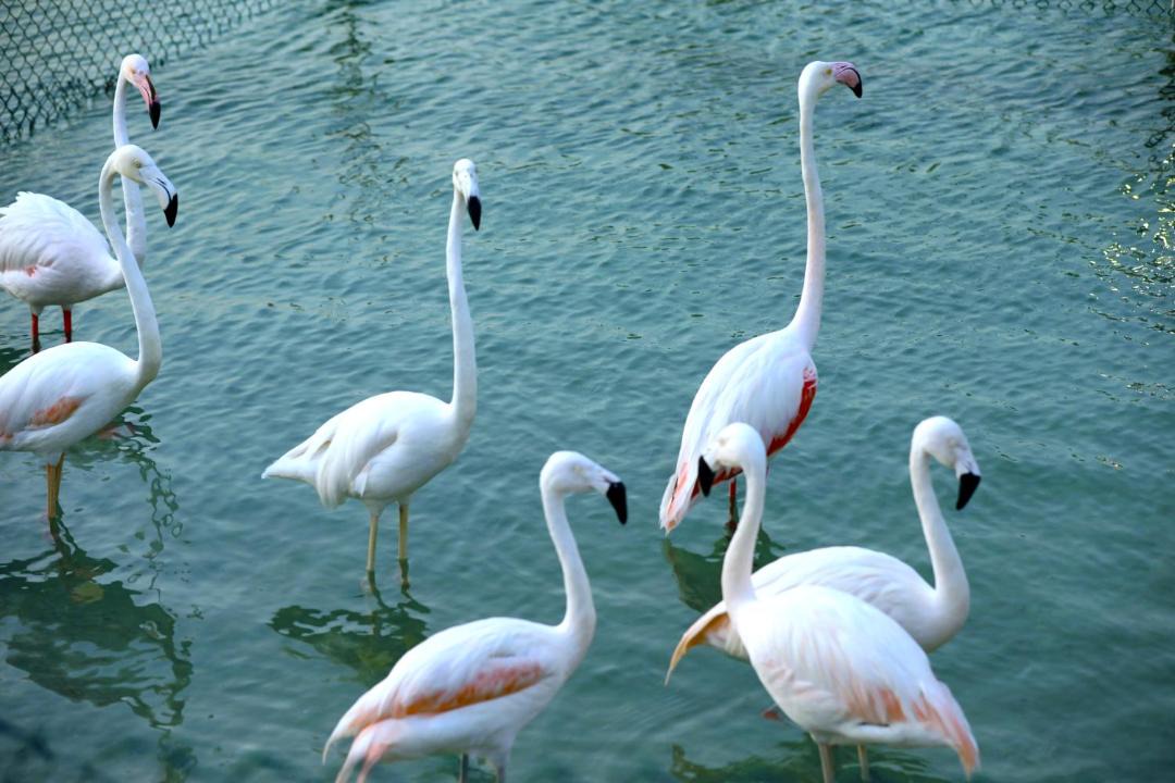 Photo of Others in Budaiya