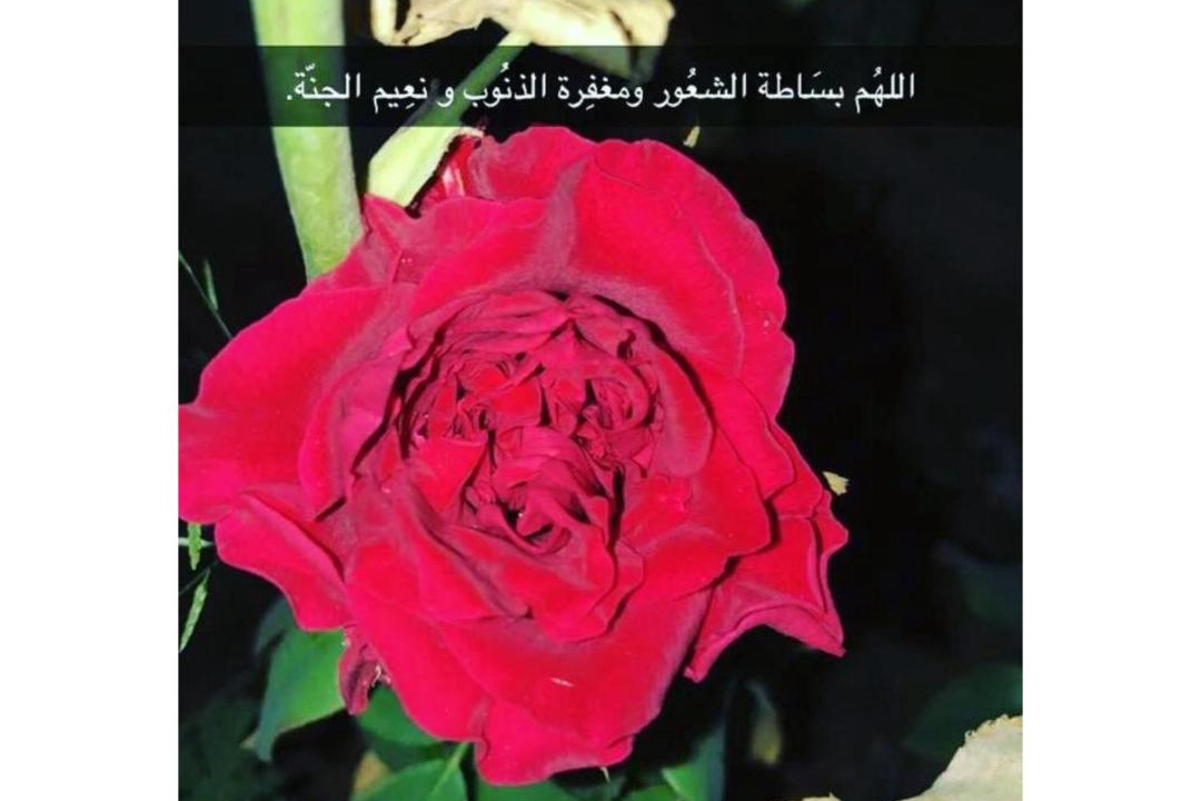 Photo of Others in Taif